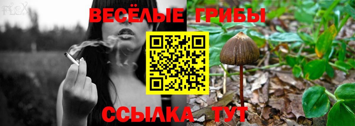 Галлюциногенные грибы GOLDEN TEACHER  Вход с VPN  Протвино 